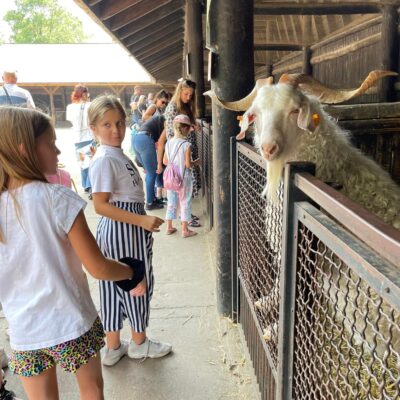dzieci we wrocławskim zo z kozami
