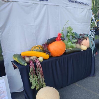 Wystawa warzyw biorących udział w konkursie na najpiękniejsze warzywo