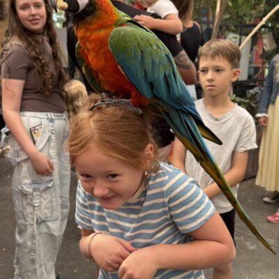 wielka papuga na ramieniu dziewczynki, ona uśmiecha się