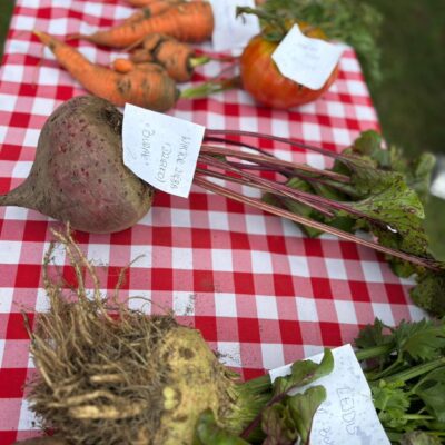 warzywa konkursowe na stole , duży burak, marchew