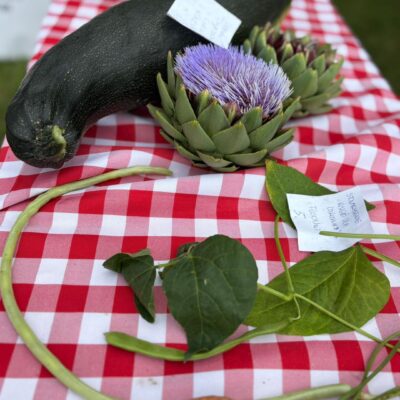warzywa konkursowe duża cukinia i długa fasola