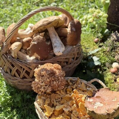 kosze pełne grzybów, prawdziwki, kurki