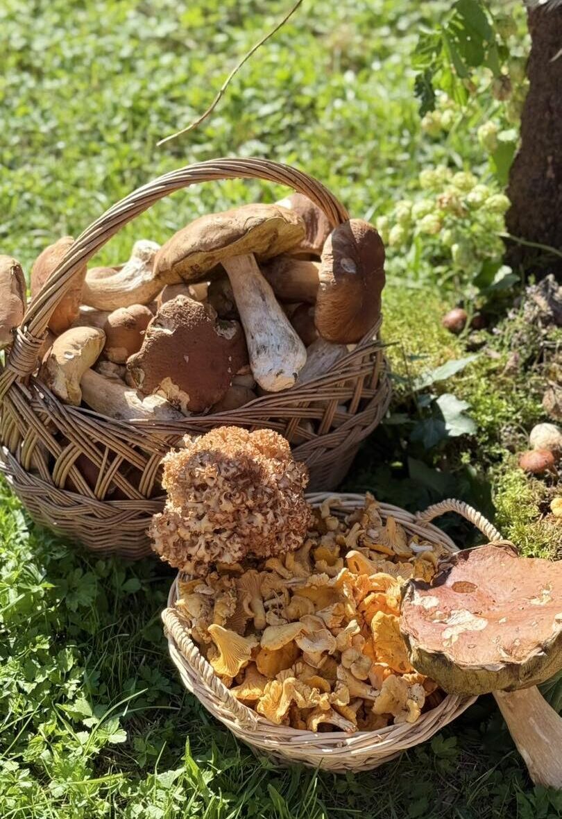 kosze pełne grzybów, prawdziwki, kurki